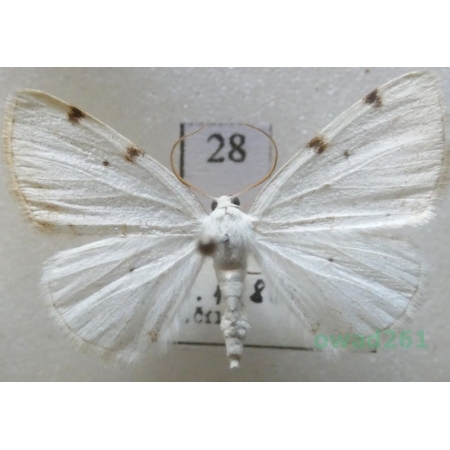 Lomographa bimaculata (Fabricius, 1775) Czech28